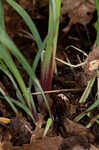 Purple sedge